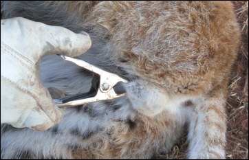 fur clamp