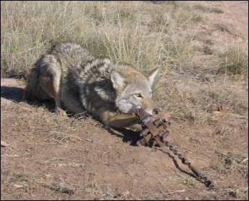 Trap Shock Spring Tip