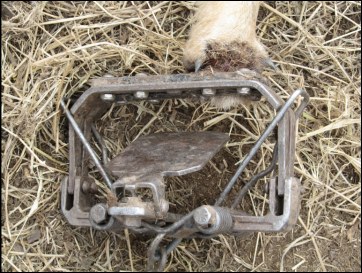 Trap Shock Spring Tips