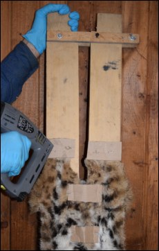 Staple Gun on Fur