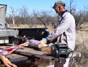 Coyote skinning