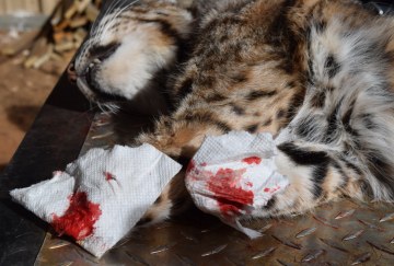Bobcat skinning