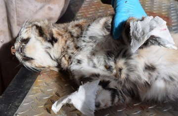 Bobcat skinning